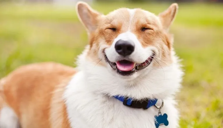 Merawat Bulu Anjing Sehat dan Berkilau Secara Alami