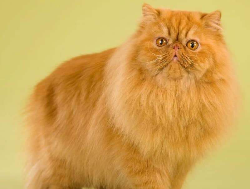 Panduan Lengkap Memilih Makanan Kucing Persia Dewasa yang Sehat