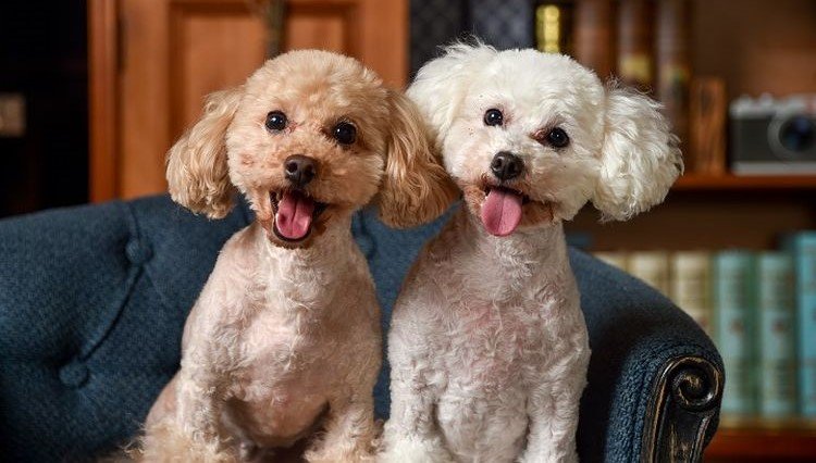 Panduan Lengkap Merawat Anjing Poodle dengan Alami