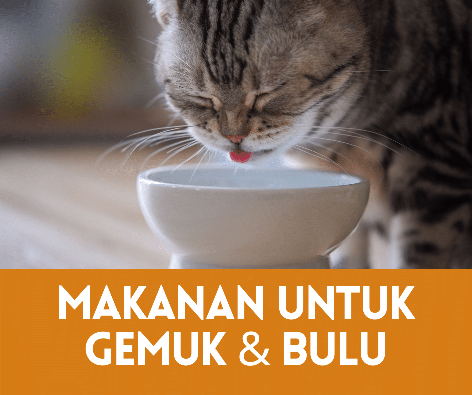 Makanan Anak Kucing: Kunci Gemuk dan Bulu Cantik Alami