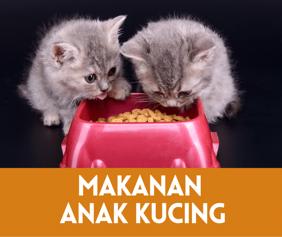 Panduan Makanan Anak Kucing Sederhana dan Alami