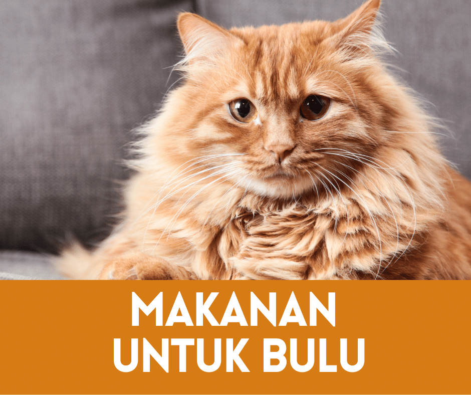 Makanan Kucing Terbaik untuk Kesehatan Bulu dan Kulit: Pilihan Alami untuk Kucing Kesayangan Anda
