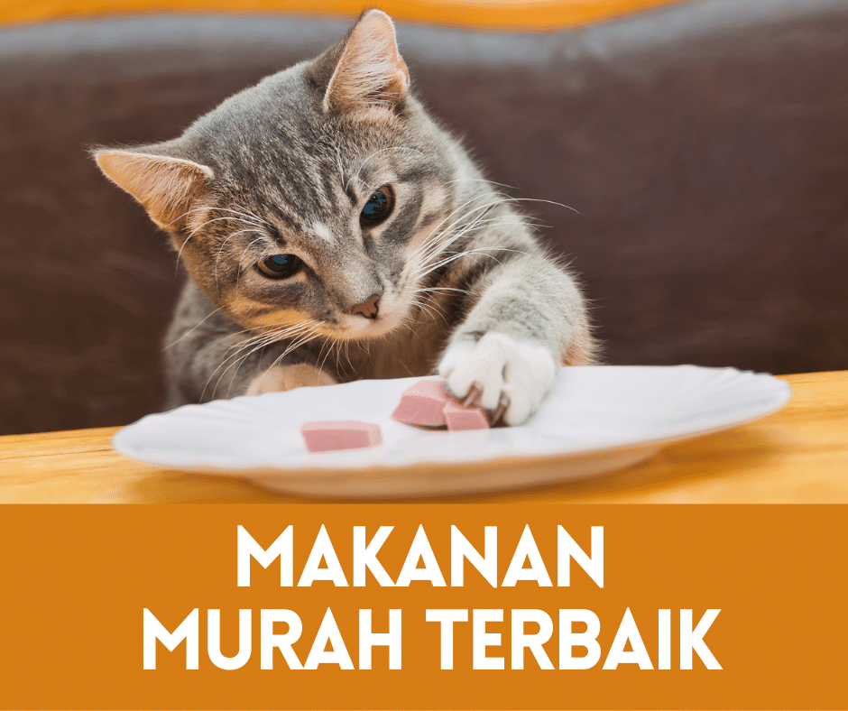 Menemukan Kedai Makanan Kucing Terdekat: Panduan Lengkap untuk Pemilik Kucing