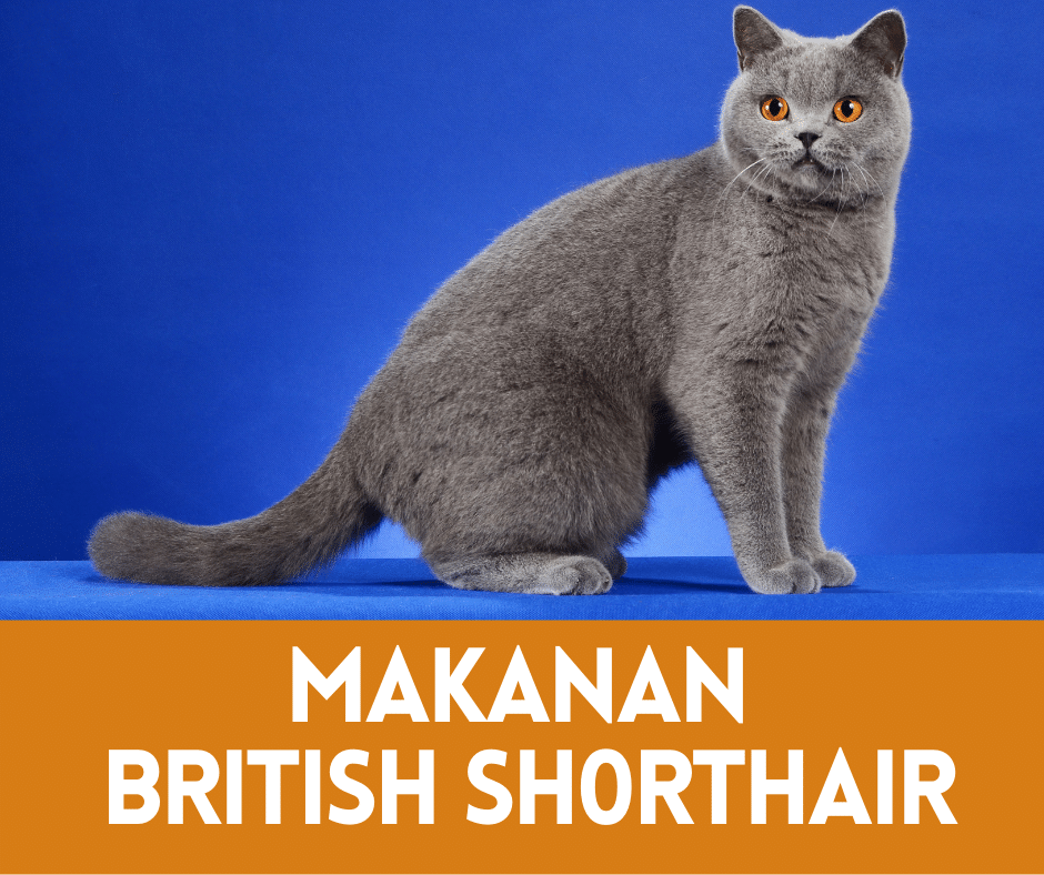 Panduan Lengkap Memilih Makanan Kucing British Shorthair Terbaik