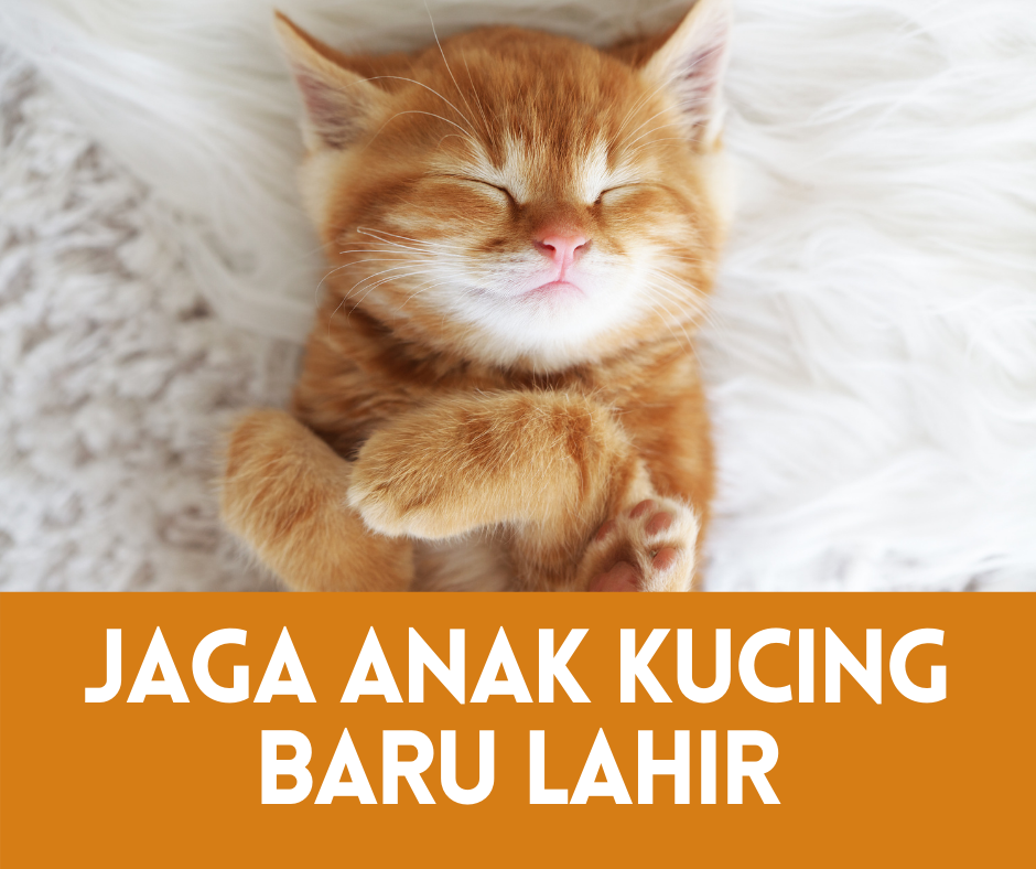 Panduan Lengkap Memberi Makan Anak Kucing Tanpa Induk