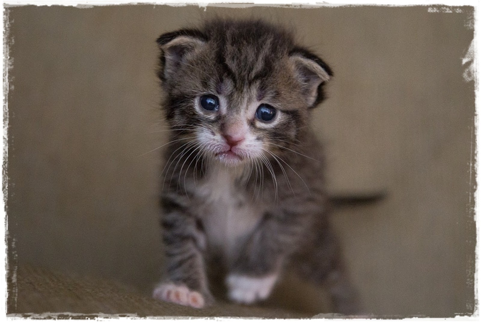 Makanan Anak Kucing Kampung Umur 1 Bulan: Pilihan Alami untuk Pertumbuhan Optimal