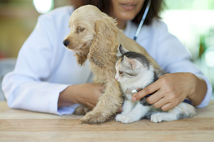 Panduan Memilih Makanan Kucing Murah Rekomendasi Dokter Hewan