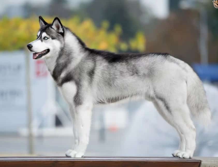 Panduan Lengkap Memilih Makanan Anjing Husky 3 Bulan Alami