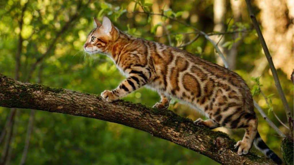 Memahami Makanan Kucing Bengal dan Pertimbangan Harganya
