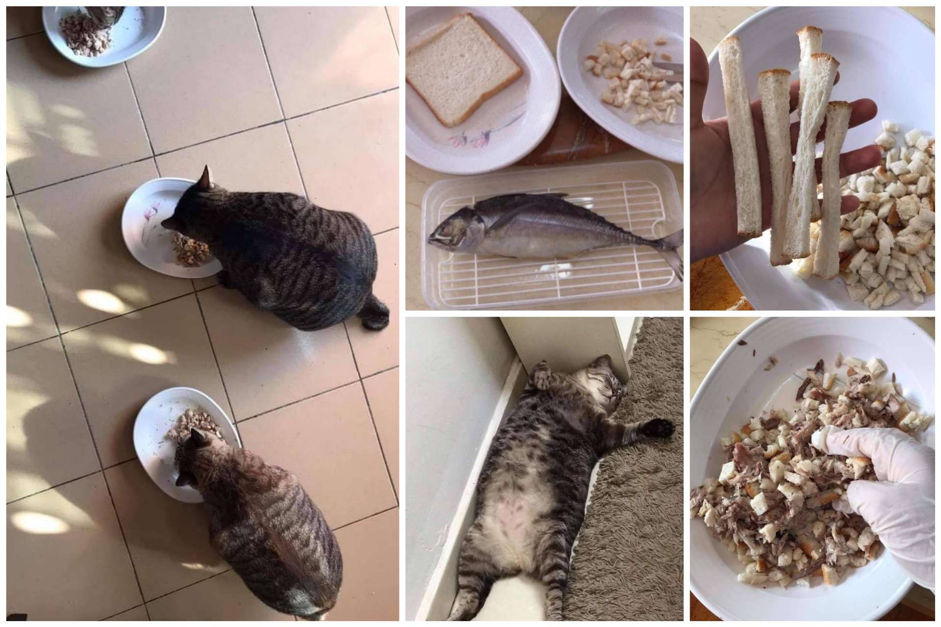 Makanan untuk Kucing Cepat Gemuk Secara Alami: Panduan Lengkap