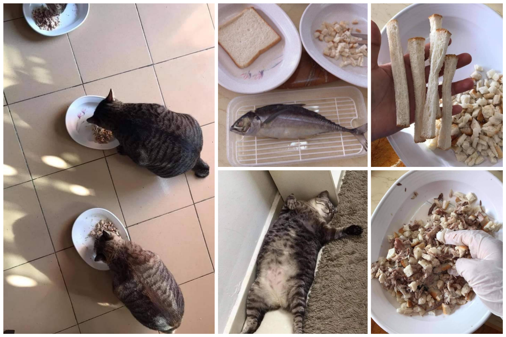 Memilih Makanan Kucing Dewasa yang Tepat: Kesehatan dan Kesejahteraan Optimal