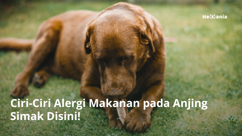 Mengenali dan Mengatasi Alergi Makanan pada Anjing Secara Alami