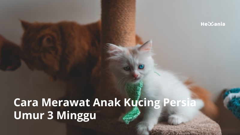 Merawat Anak Anjing Umur 3 Minggu: Panduan Lengkap dan Alami