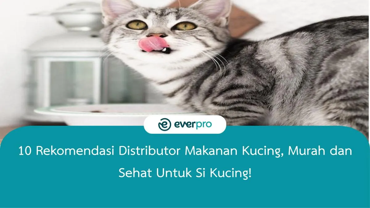 Memilih Distributor Makanan Kucing Meo yang Tepat