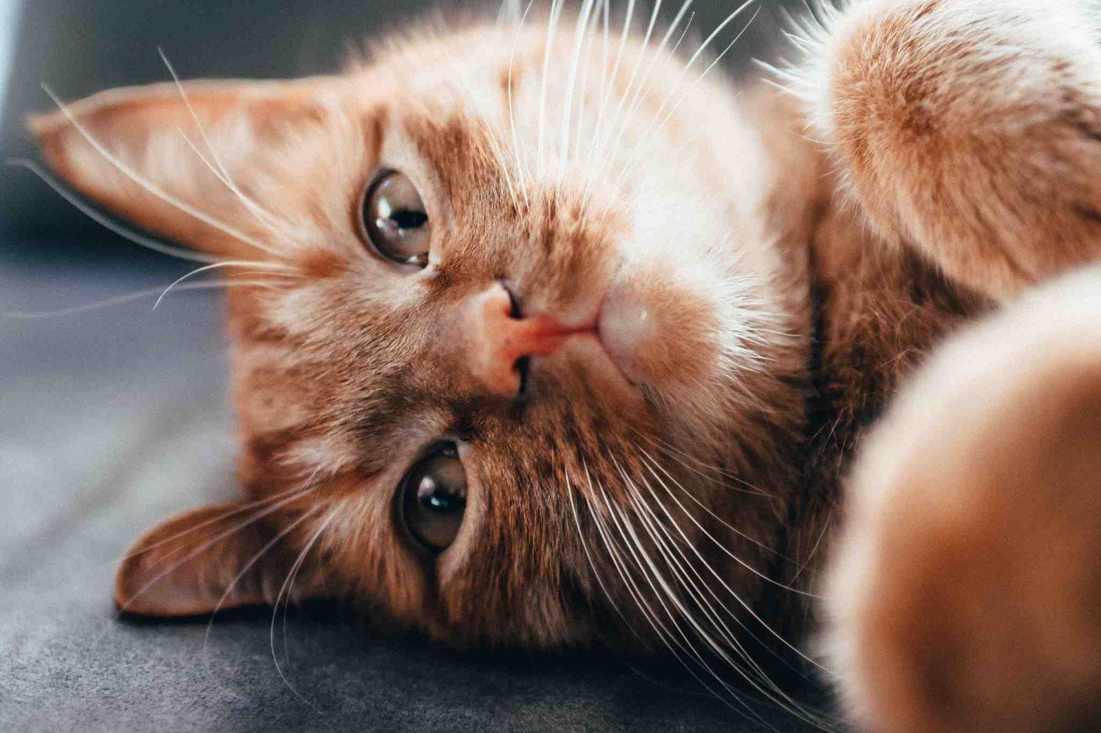 Mengatasi Flu Kucing Secara Alami Melalui Makanan dan Perawatan