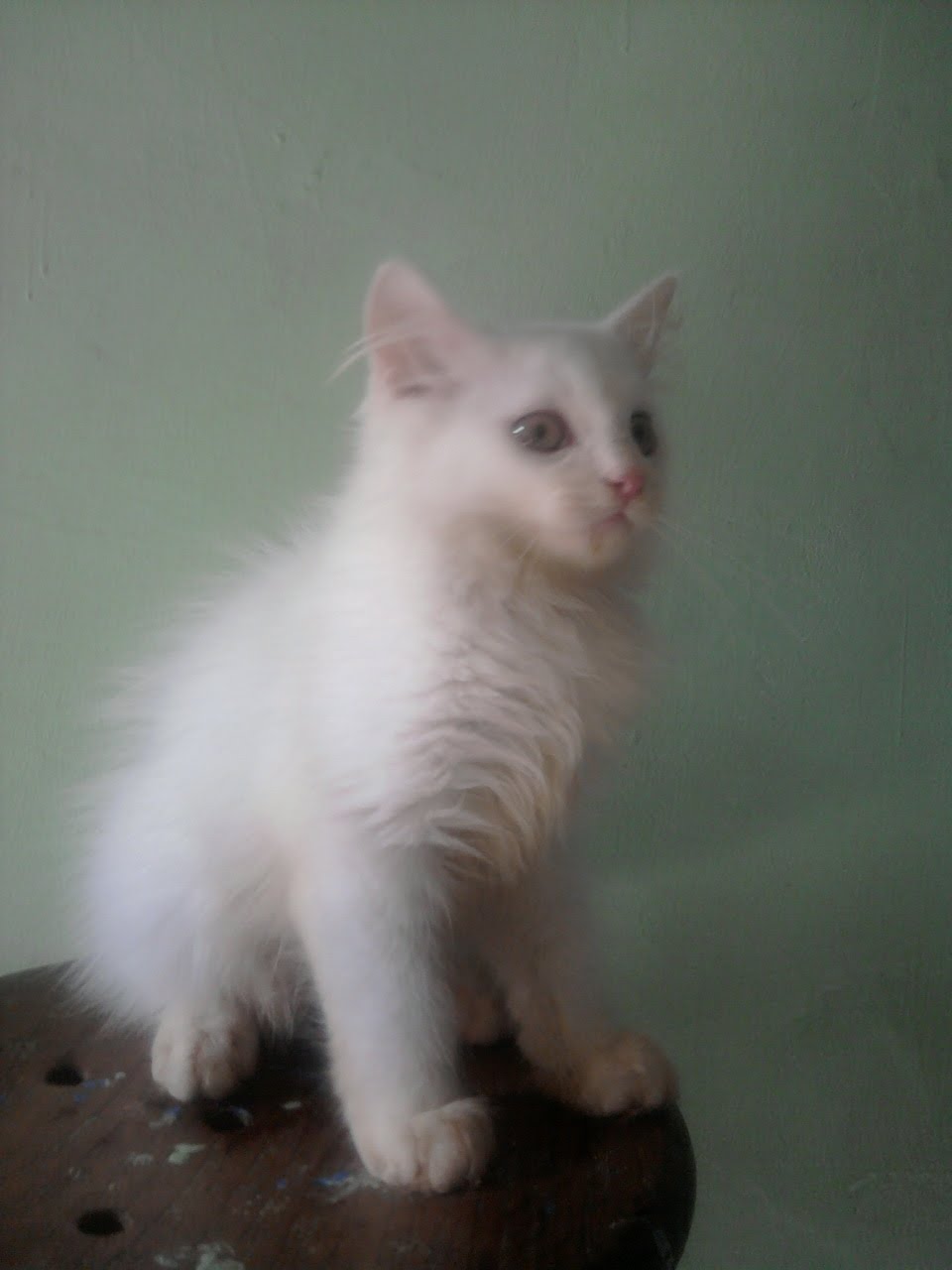 Memilih Makanan Kucing Peranakan Anggora Terbaik Secara Alami