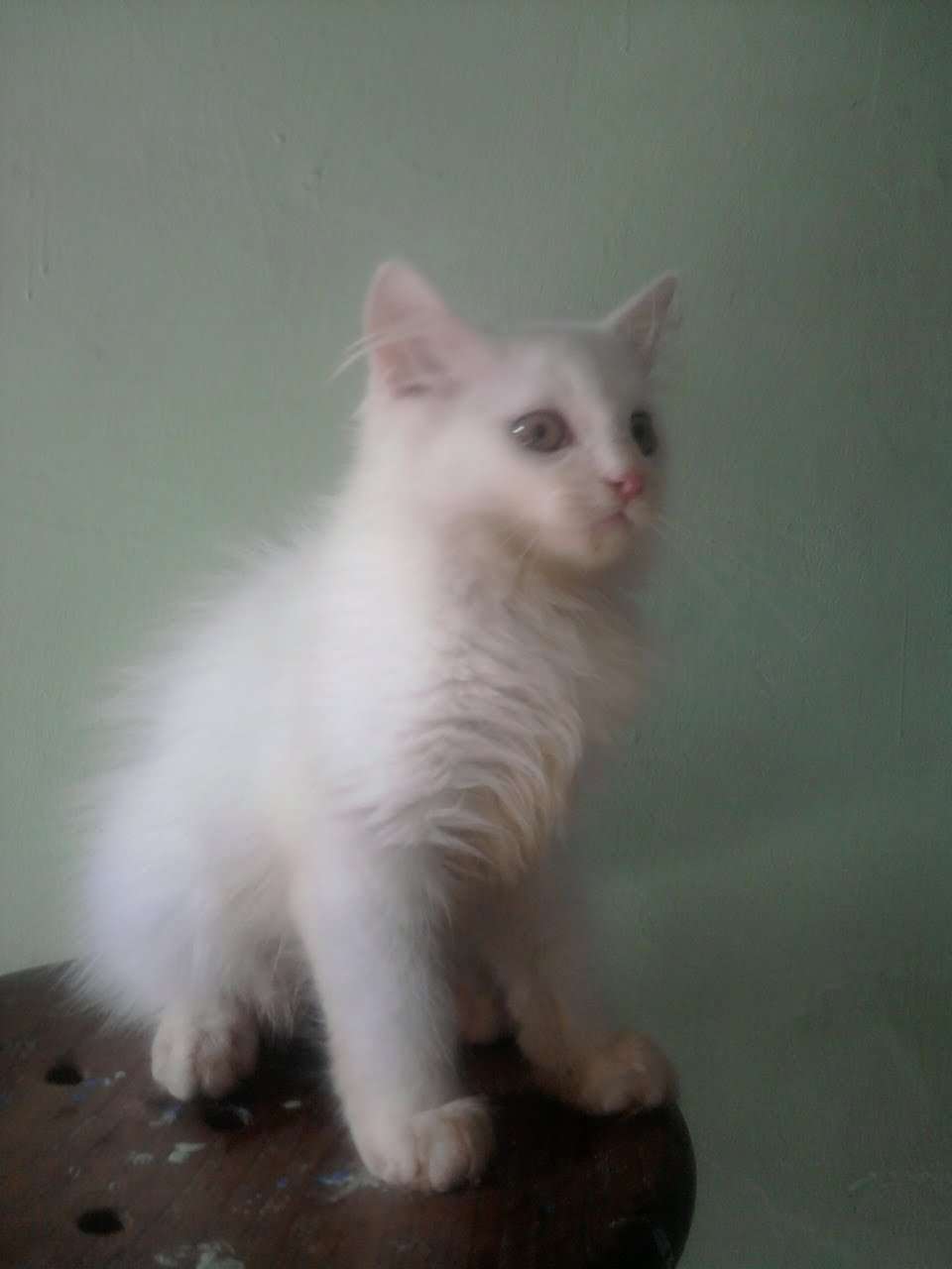 Makanan Terbaik untuk Anak Kucing Anggora: Tumbuh Sehat Alami