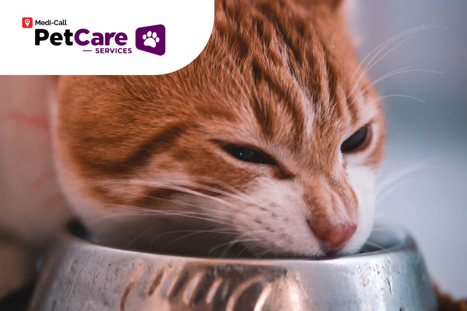 Mengatasi Diare pada Kucing Akibat Perubahan Makanan Secara Alami