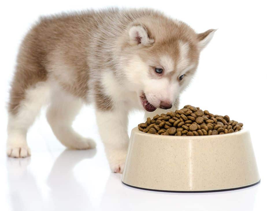Panduan Lengkap: Memilih Makanan Basah untuk Anak Anjing yang Tepat