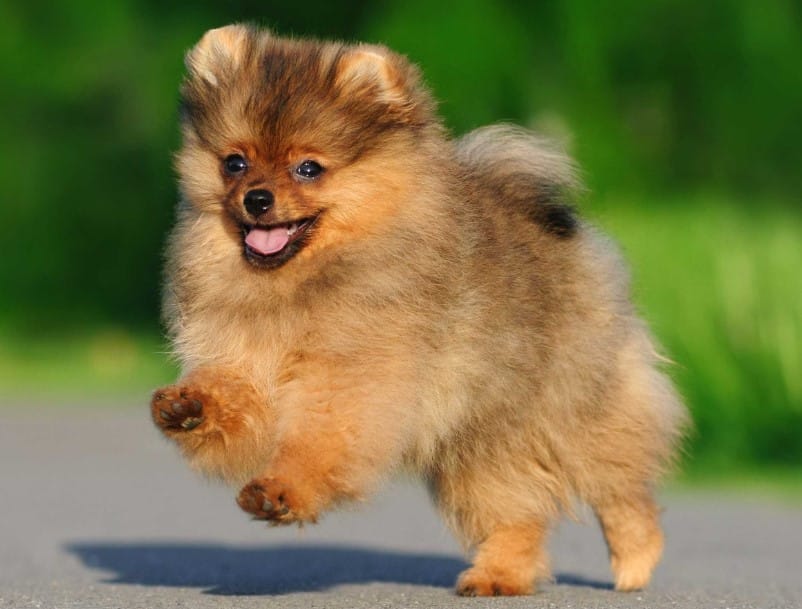 Memahami Harga Makanan Anjing Mini Pom dan Faktor yang Mempengaruhinya