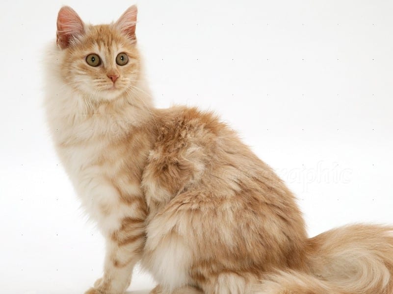 Makanan Kucing Anggora: Nutrisi Optimal untuk Kesehatan dan Kecantikan