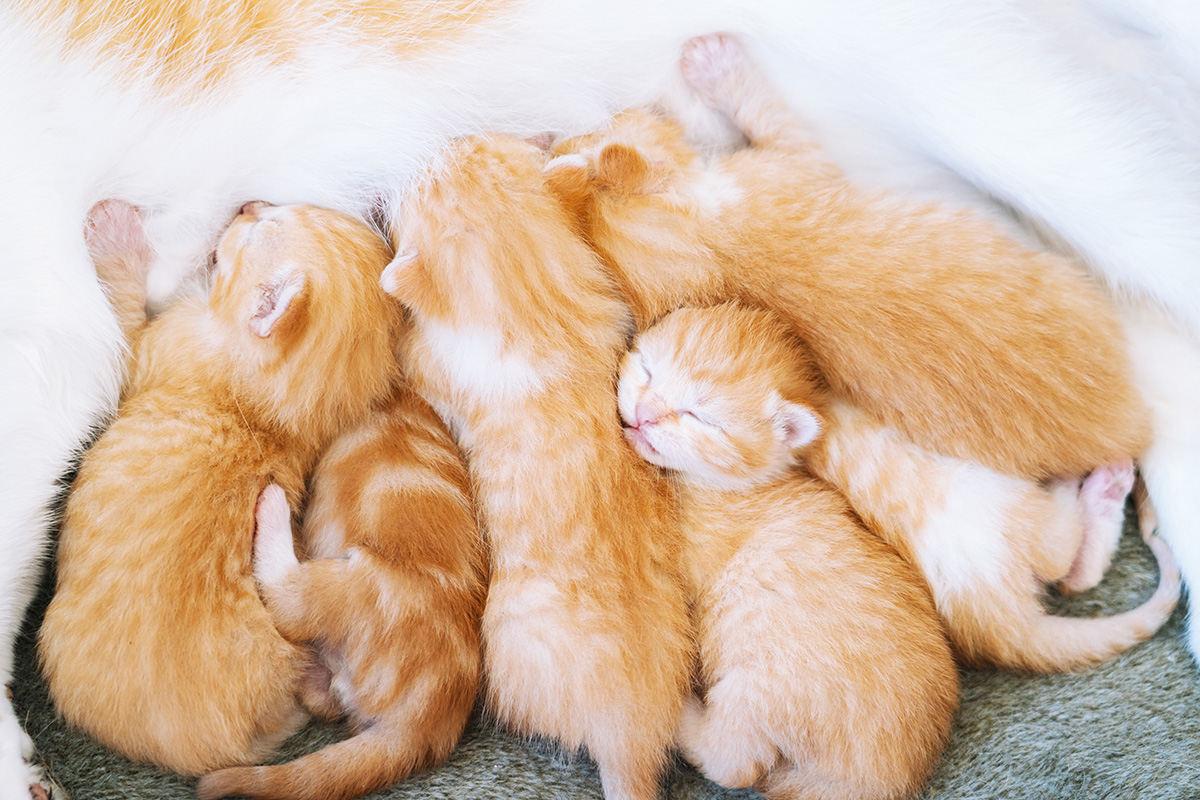 Merawat Bayi Kucing Baru Lahir Tanpa Induk