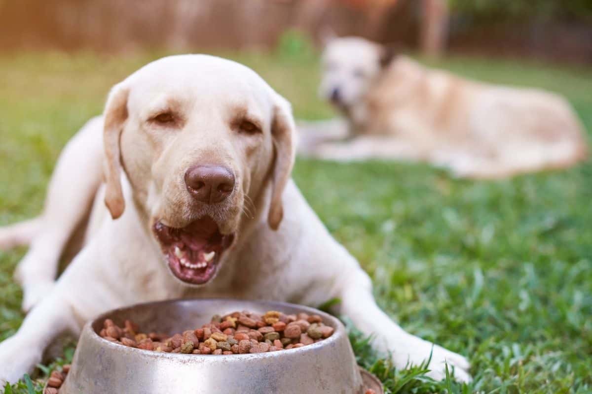 Memahami Jenis Makanan Anjing Alami untuk Kesehatan Optimal