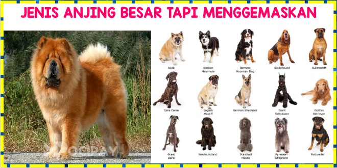 Panduan Memilih Makanan Anjing Ras Besar Terbaik: Alami dan Seimbang