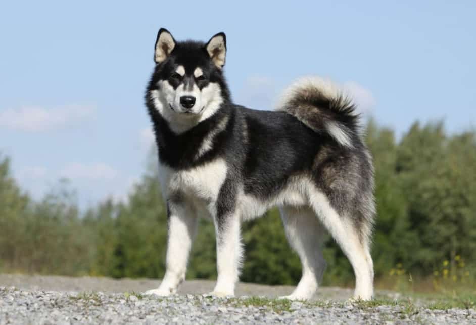 Mengenal Lebih Dekat Anjing Alaskan Malamute
