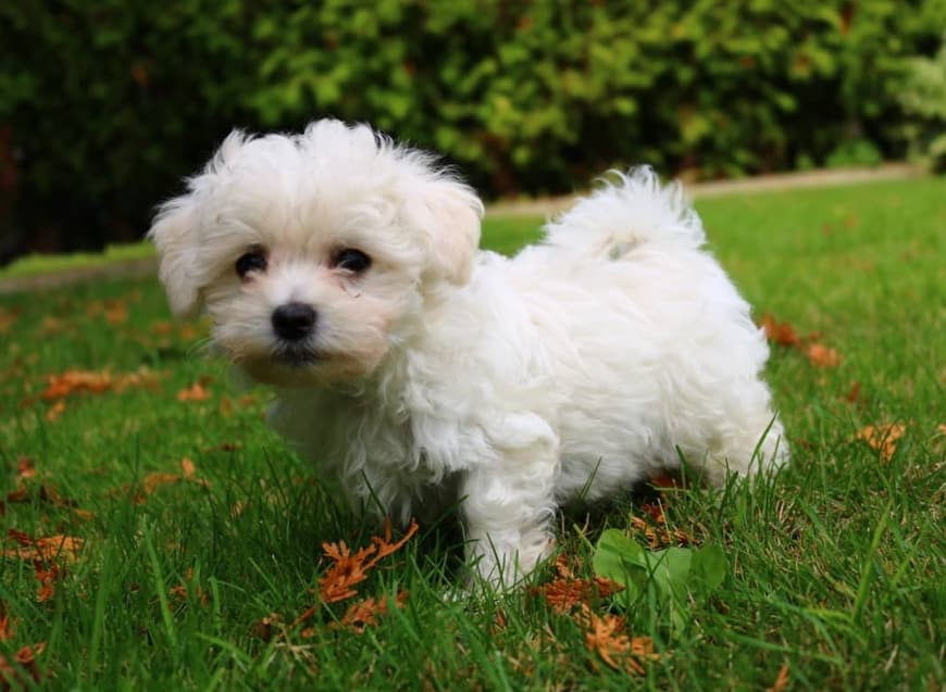 Panduan Lengkap Makanan Anjing Maltese: Kesehatan dan Kebahagiaan Anjing Kesayangan Anda