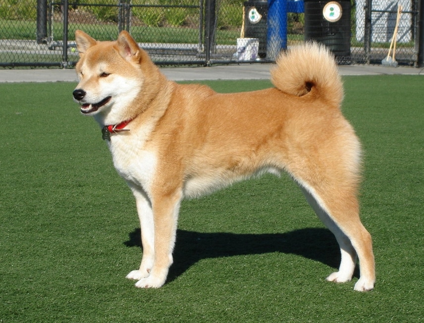 Memilih Makanan Anjing Shiba Inu Terbaik untuk Kesehatan Optimal