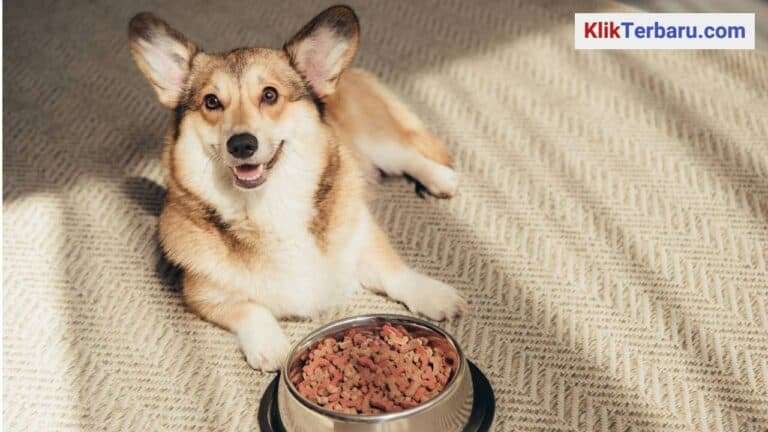 Manfaat Prebiotik Alami dalam Makanan Anjing