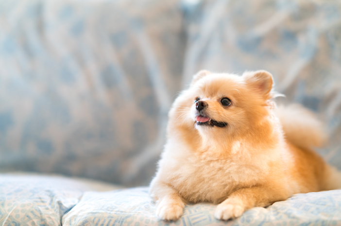 Panduan Lengkap Memilih Makanan Terbaik untuk Anjing Mini Pom Anda