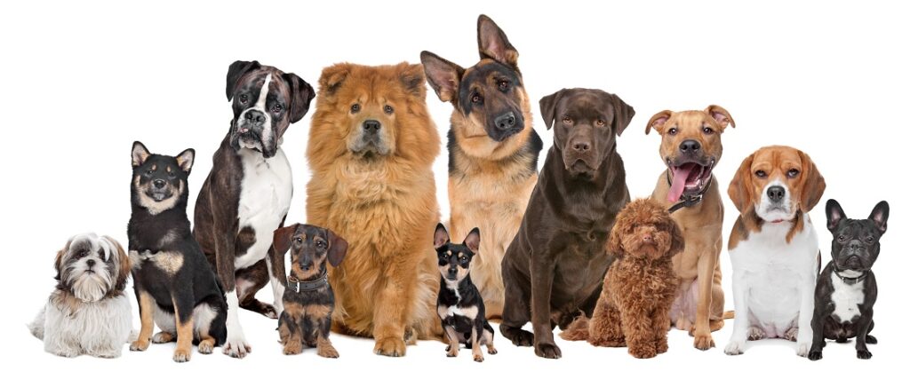 Makanan Kesukaan Anjing Poodle: Panduan Lengkap untuk Kesehatan Optimal