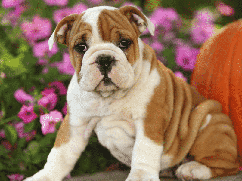 Memahami Nutrisi Terbaik untuk Anjing Bulldog Anda