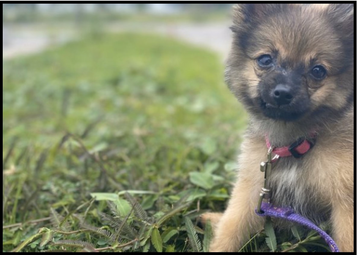 Panduan Makanan Anjing Mini Pom Umur 2 Bulan