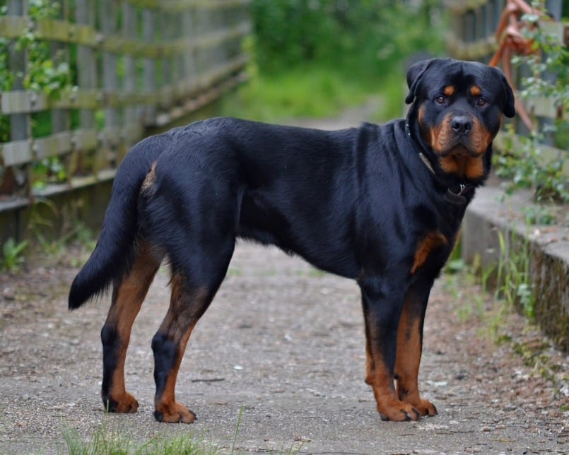 Panduan Lengkap Makanan Anjing Rottweiler: Nutrisi untuk Kesehatan Optimal