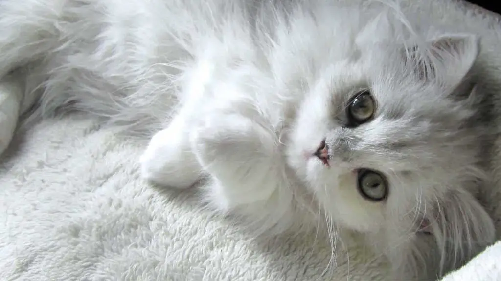 Memilih Makanan Kucing Anggora Kecil: Nutrisi Alami untuk Pertumbuhan Optimal