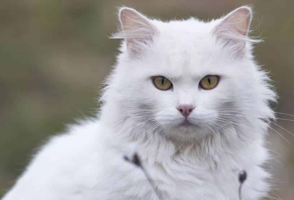 Makanan Kucing Anggora Turki: Panduan Lengkap untuk Kesehatan Optimal