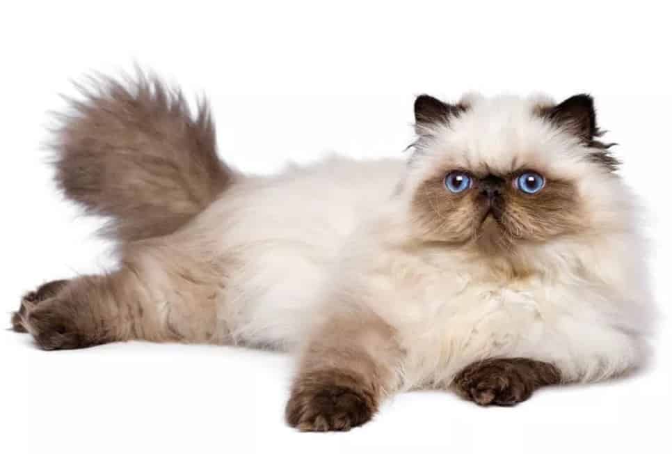 Makanan Kucing Himalaya: Nutrisi untuk Kesehatan dan Kebahagiaan