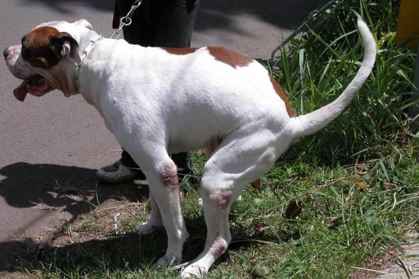 Melatih Anjing Buang Air di Tempat yang Tepat: Panduan Lengkap