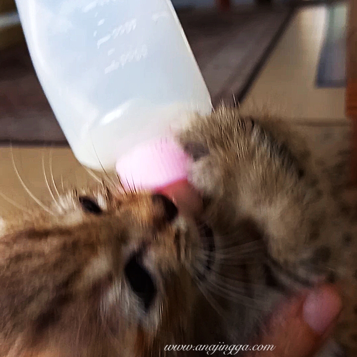 Memberi Makan Anak Kucing Tanpa Induk: Panduan Lengkap