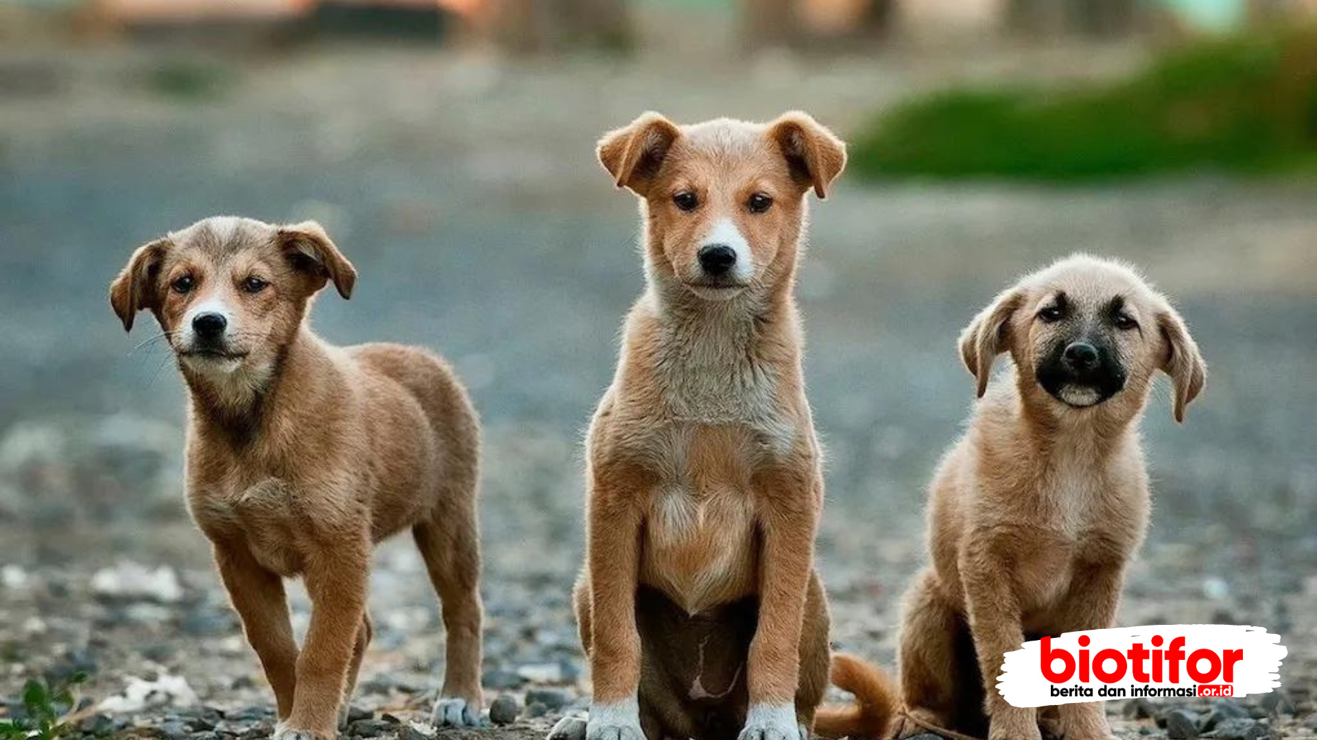 Panduan Pemberian Makanan Anjing Kampung Umur 2 Bulan Secara Alami