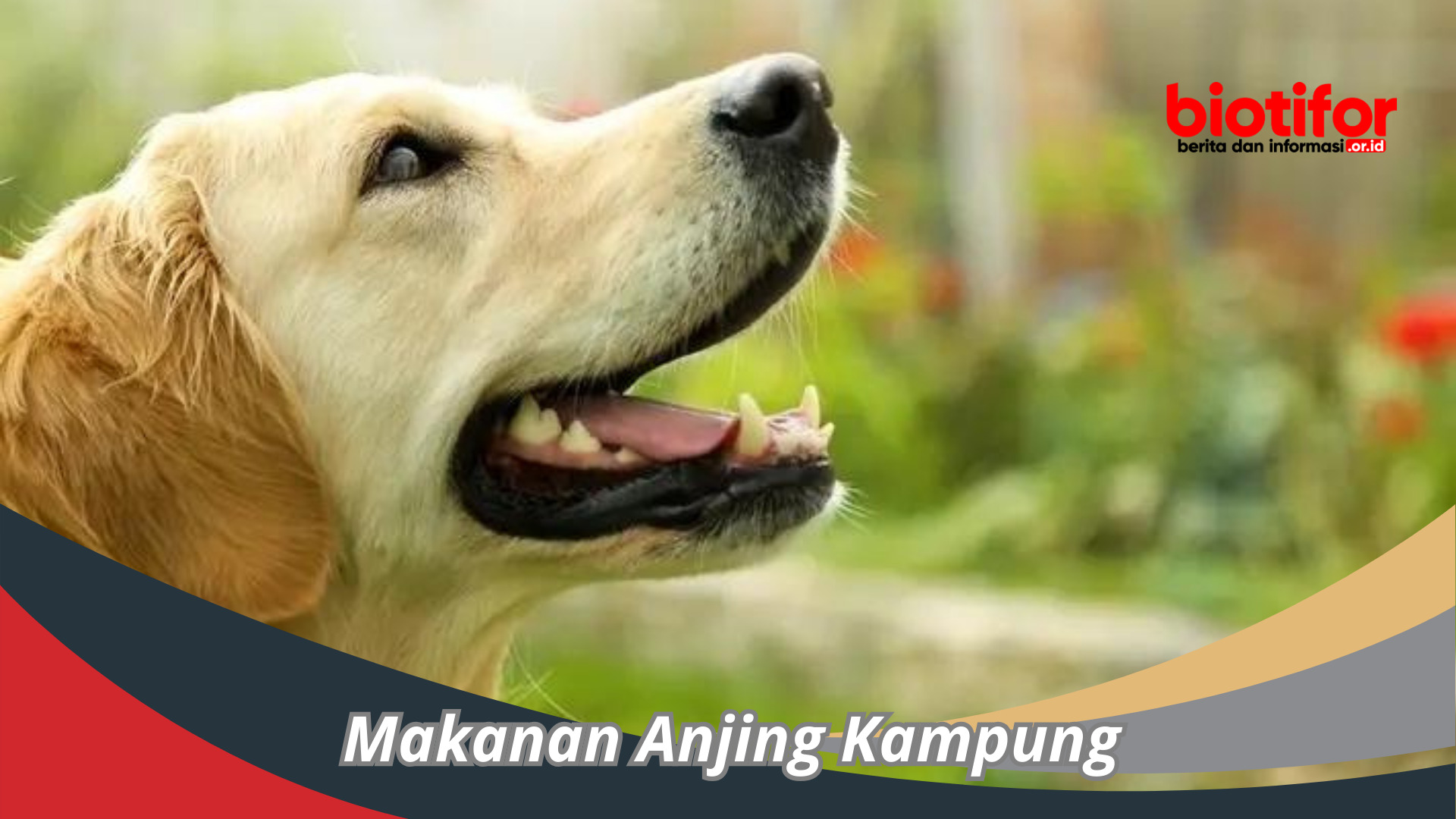 Memahami Kebutuhan Nutrisi Anjing K9: Panduan Lengkap