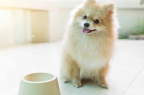 Makanan Anjing Pomeranian: Panduan Lengkap untuk Kesehatan Optimal