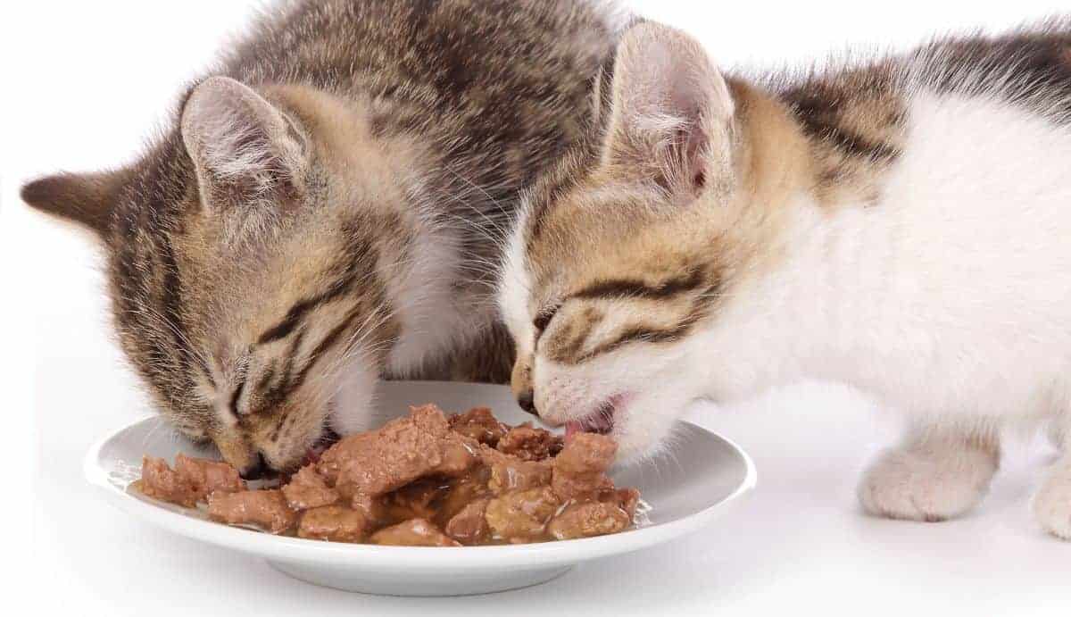 Panduan Lengkap: Makanan Kucing Basah Markotops Review untuk Kesehatan Kucing Anda
