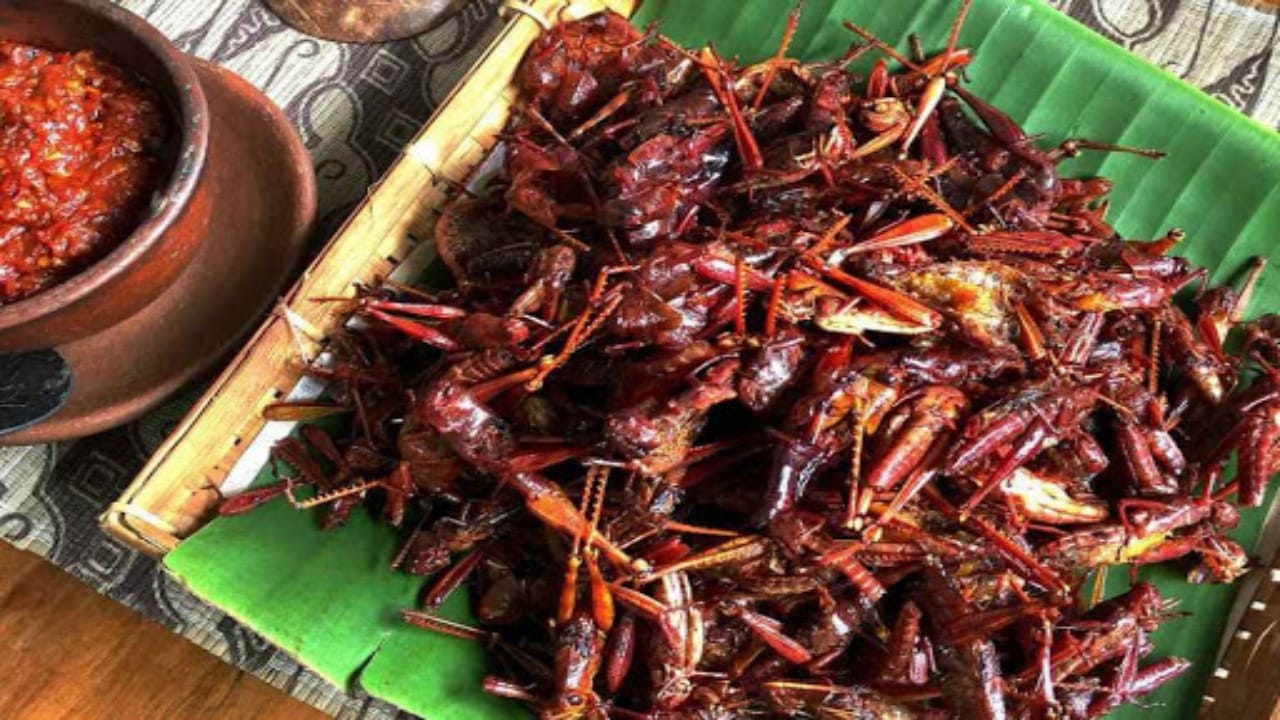 Makanan Ekstrim Anjing: Memahami Pilihan Nutrisi yang Tidak Konvensional