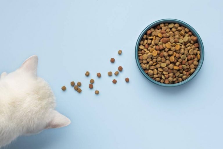Lebih Bagus Makanan Kucing Basah atau Kering: Panduan Lengkap