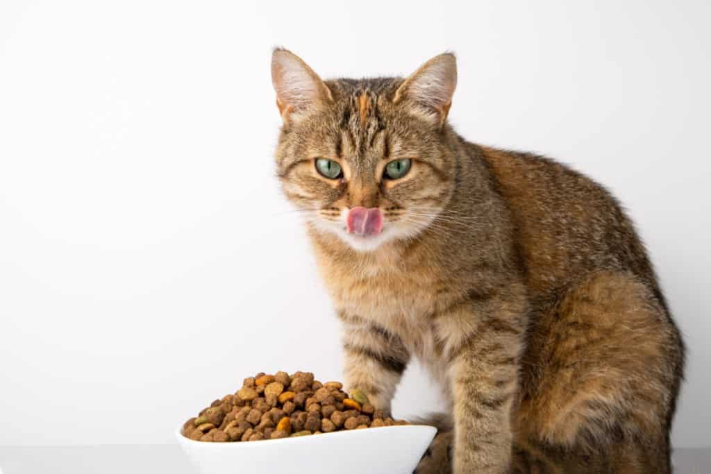 Makanan Kesukaan Kucing Anggora: Panduan Lengkap