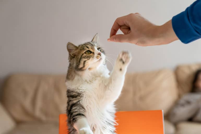 Makanan Kucing Kitten Terbaik: Panduan Lengkap untuk Pertumbuhan Optimal